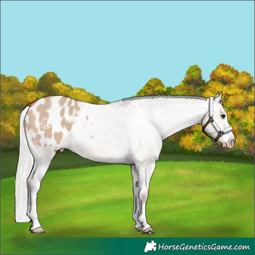 Horse Color:Silver Brown Dun Appaloosa 
