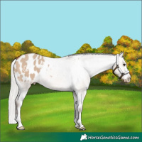 Horse Color:Silver Brown Dun Appaloosa 