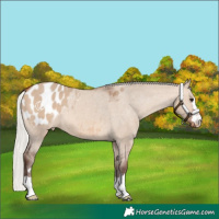 Horse Color:Silver Brown Dun Appaloosa