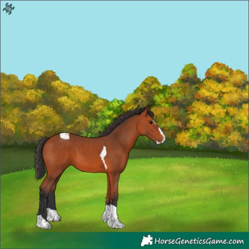 Horse Color:Bay Splash Tobiano 