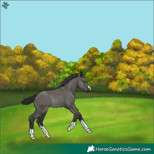 Horse Color:Grullo Rabicano