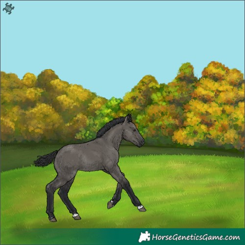 Horse Color:Grullo Rabicano 