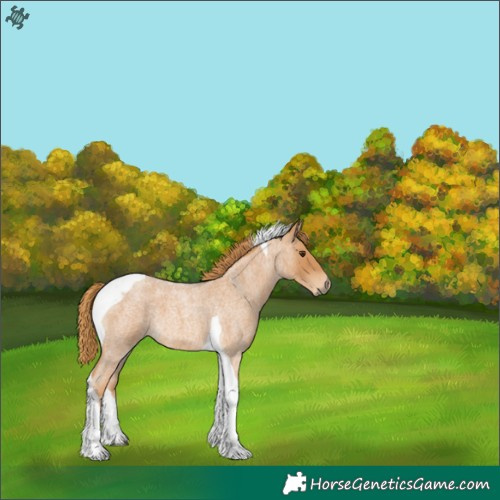 Horse Color:Red Roan Tobiano