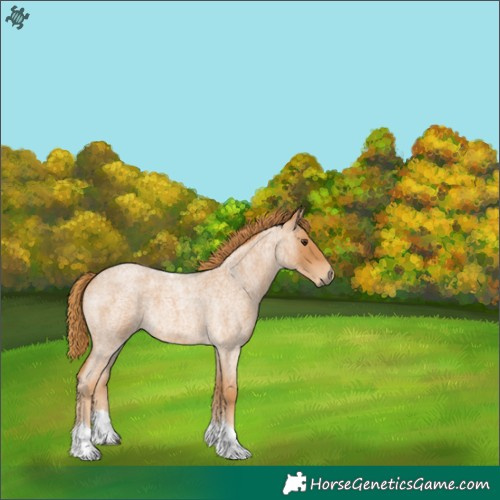 Horse Color:Red Roan Tobiano