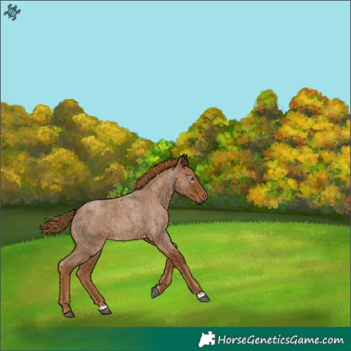 Horse Color:Gray Red Roan Rabicano