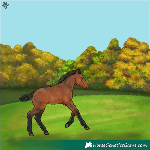 Horse Color:Bay Rabicano 