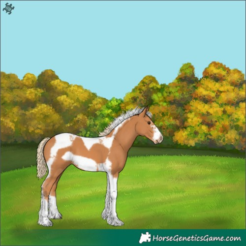 Horse Color:Chestnut Tobiano Frame 