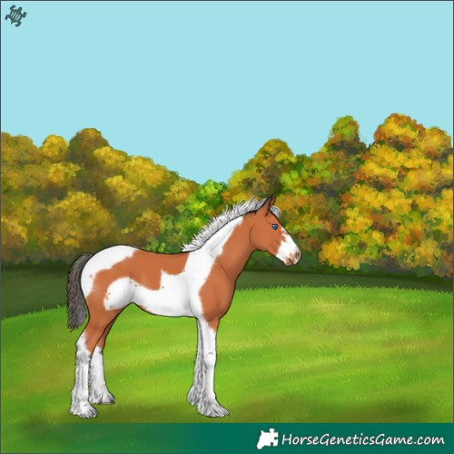 Horse Color:Bay Tobiano Frame 