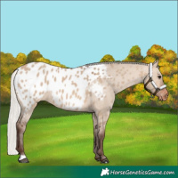 Horse Color:Silver Brown Dun Near Leopard