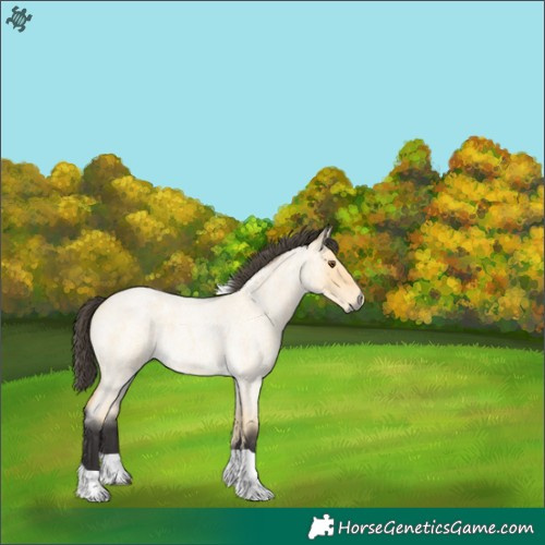 Horse Color:Buckskin Roan Dun Tobiano