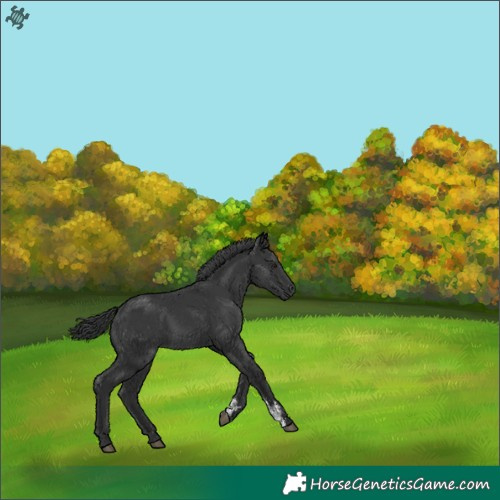 Horse Color:Black Sabino 