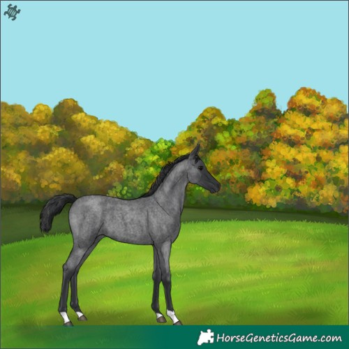 Horse Color:Blue Roan