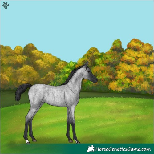 Horse Color:Blue Roan 
