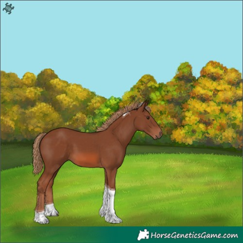 Horse Color:Chestnut Tobiano
