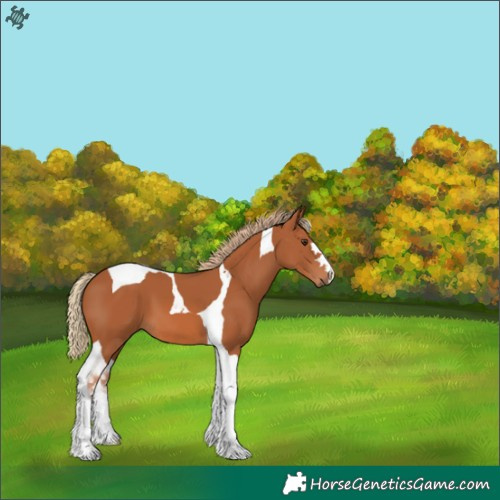 Horse Color:Chestnut Tobiano 