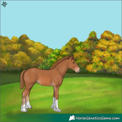 Horse Color:Chestnut Tobiano 