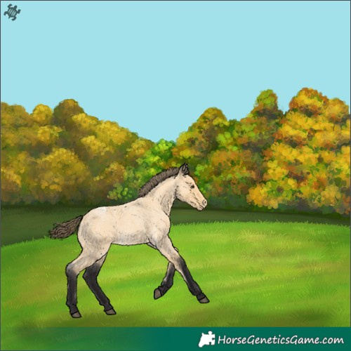 Horse Color:Buckskin Roan Varnish 