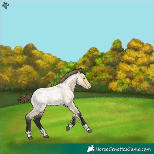 Horse Color:Buckskin Roan Blanket