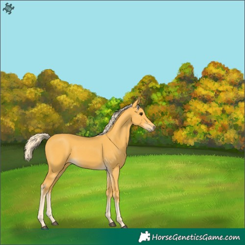 Horse Color:Palomino