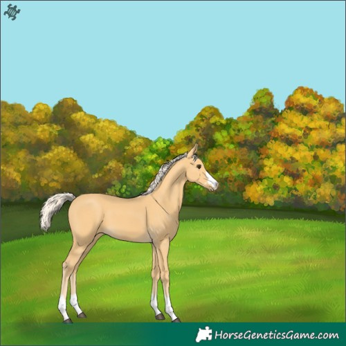 Horse Color:Palomino