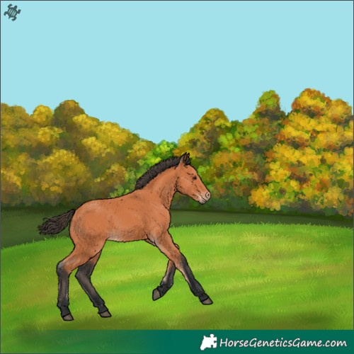 Horse Color:Bay Rabicano