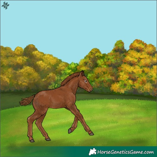 Horse Color:Gray Chestnut Rabicano