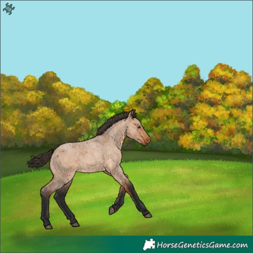 Horse Color:Bay Roan Dun 