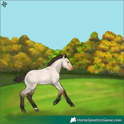 Horse Color:Bay Roan Dun 