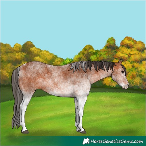 Horse Color:White Spotted Bay 