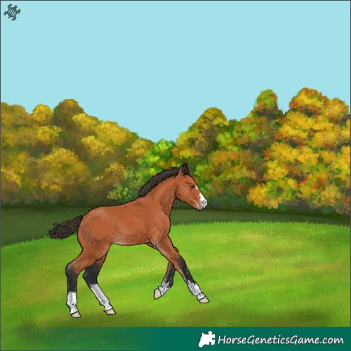 Horse Color:Bay 