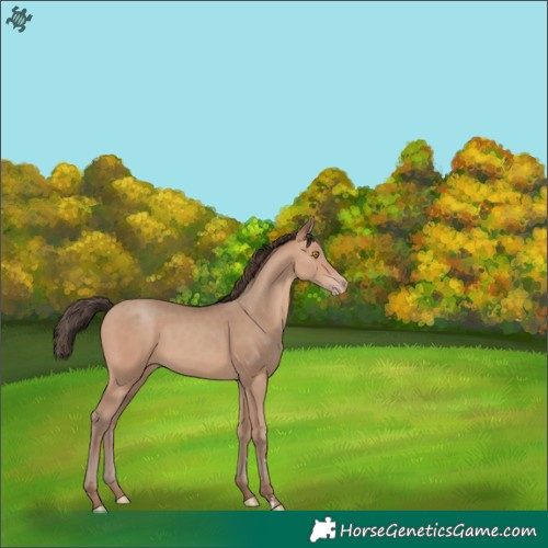 Horse Color:Amber Champagne
