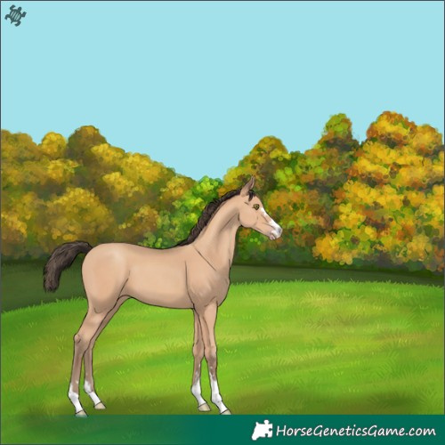 Horse Color:Amber Champagne 