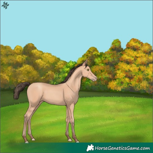 Horse Color:Amber Champagne