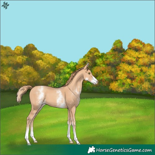 Horse Color:White Spotted Gold Champagne