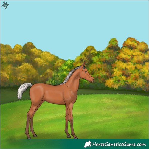 Horse Color:Silver Bay 