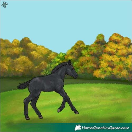Horse Color:Black