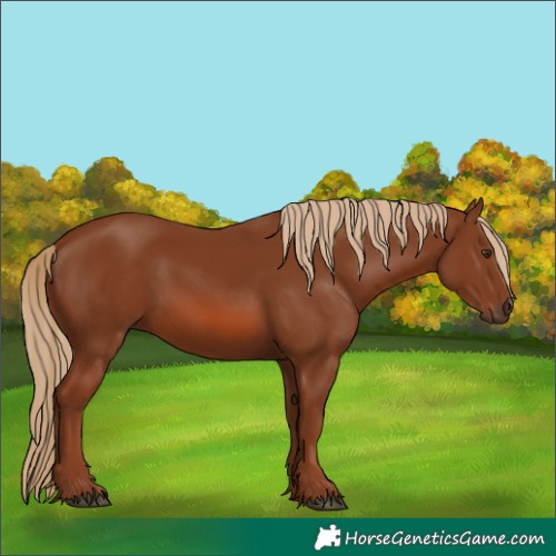 Horse Color:Chestnut 