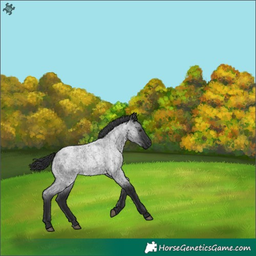 Horse Color:Blue Roan 