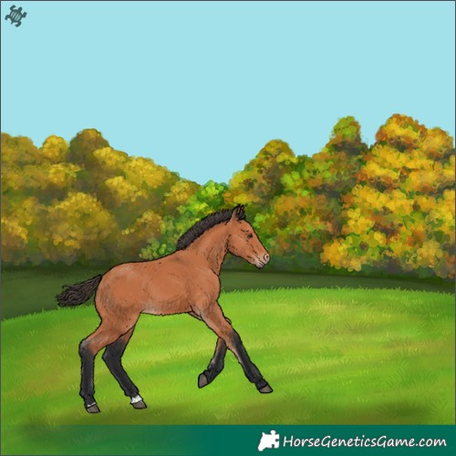 Horse Color:Bay 