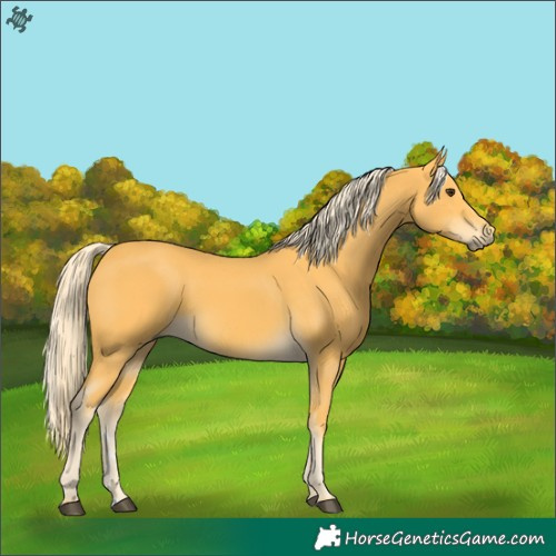 Horse Color:Palomino 