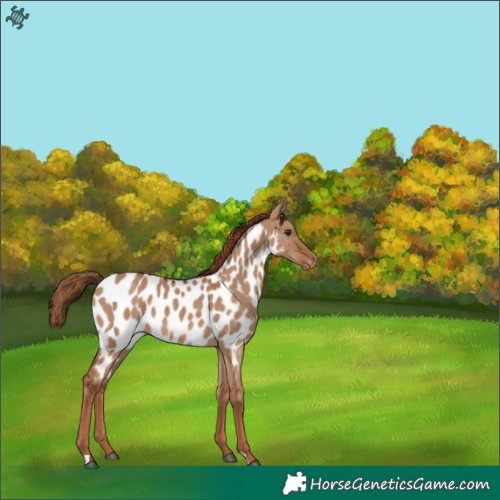Horse Color:Red Dun Appaloosa 