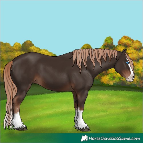 Horse Color:Liver Chestnut Splash 