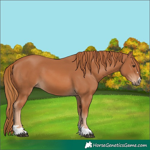 Horse Color:Chestnut 