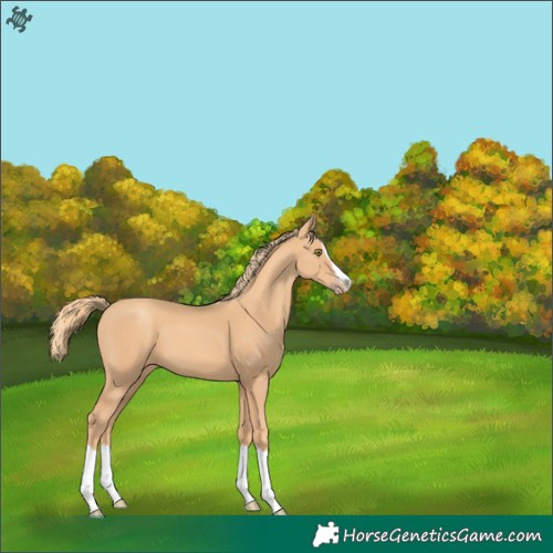Horse Color:Gold Champagne Splash 