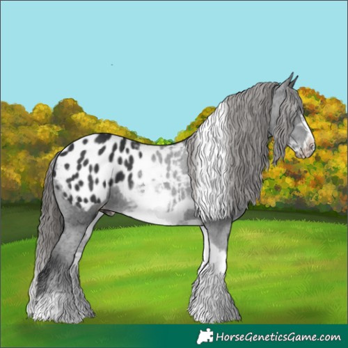 Horse Color:White Spotted Black Tobiano Frame Appaloosa 