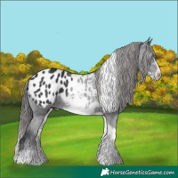 Horse Color:White Spotted Black Tobiano Frame Appaloosa