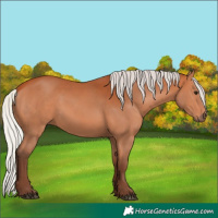 Horse Color:Silver Bay 