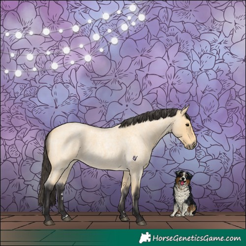 Horse Color:Buckskin Roan 