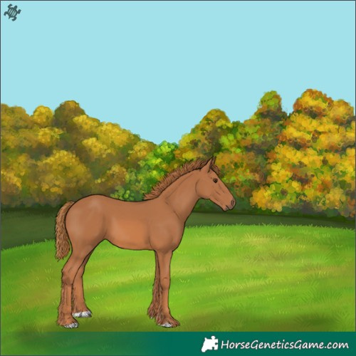 Horse Color:Chestnut 