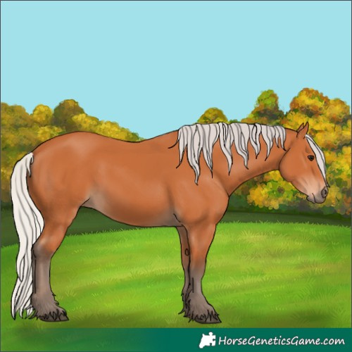 Horse Color:Silver Bay 